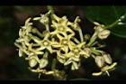 台灣牛嬭菜-花序04.JPG