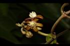 台灣牛皮消-花11.JPG
