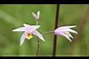 台灣白及-花04.JPG