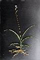 台灣白及-植株09.JPG