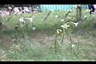 台灣百合-花72.JPG