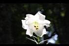 台灣百合-花87.JPG