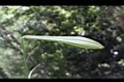 台灣百合-花苞50.JPG