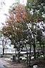 台灣石楠-紅葉02.jpg