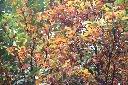 台灣石楠-紅葉03.jpg