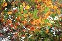 台灣石楠-紅葉07.jpg