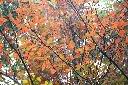 台灣石楠-紅葉11.jpg