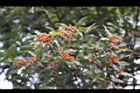 台灣石楠-紅實01.jpg