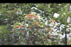 台灣石楠-紅實02.jpg