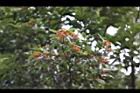 台灣石楠-紅實03.jpg