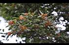 台灣石楠-紅實04.jpg