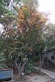 台灣石楠-紅葉00.jpg