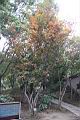 台灣石楠-紅葉01.jpg