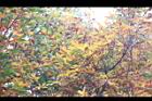 台灣石楠-紅葉04.jpg