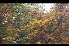 台灣石楠-紅葉05.jpg