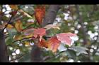 台灣石楠-紅葉06.jpg