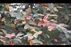 台灣石楠-紅葉09.jpg