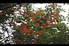 台灣石楠-紅葉12.jpg