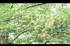台灣石楠-花後01.JPG
