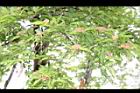 台灣石楠-花後02.JPG