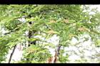 台灣石楠-花後03.JPG