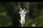 台灣破傘菊-花14.JPG