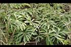台灣破傘菊05.JPG