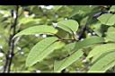 台灣稠李-葉序0.jpg