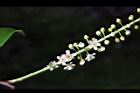 台灣稠李-花16.jpg