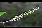 台灣稠李-花序04.jpg