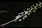 台灣稠李-花序11.jpg