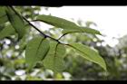 台灣稠李-葉8.jpg
