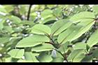台灣稠李-葉序2.jpg