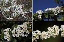 台灣笑靨花-花1.jpg