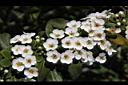 台灣笑靨花-花12.JPG