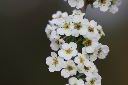 台灣笑靨花-花25.jpg