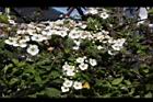 台灣笑靨花-花03.JPG