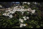 台灣笑靨花-花06.JPG