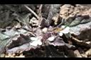 台灣筋骨草-花01.JPG