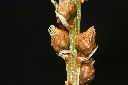 台灣粉條兒菜-實06.JPG