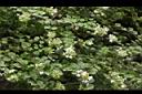 台灣糯米條-花39.JPG