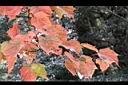 台灣紅榨楓-紅葉33.jpg