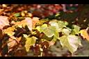 台灣紅榨槭-紅葉00.jpg