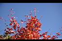台灣紅榨槭-紅葉22.jpg