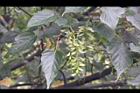 台灣紅榨楓-實04.jpg