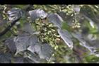台灣紅榨楓-實09.jpg