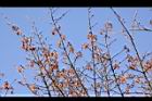 台灣紅榨楓-實12.jpg