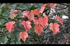 台灣紅榨楓-紅葉26.jpg