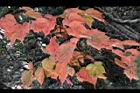 台灣紅榨楓-紅葉27.jpg