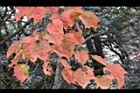 台灣紅榨楓-紅葉28.jpg